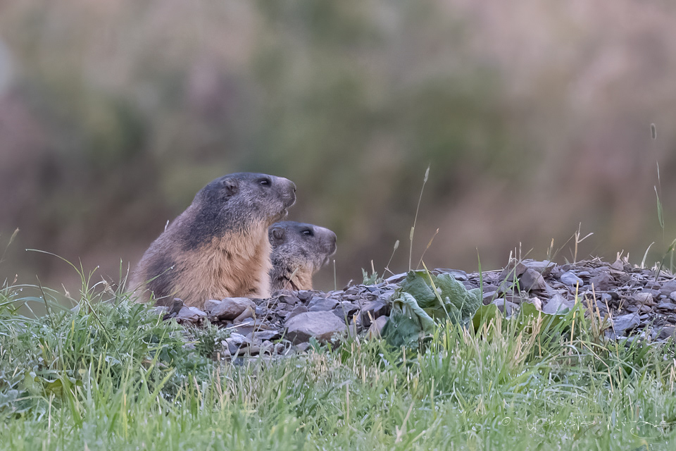 Marmotte des Alpes (Marmota marmota)
