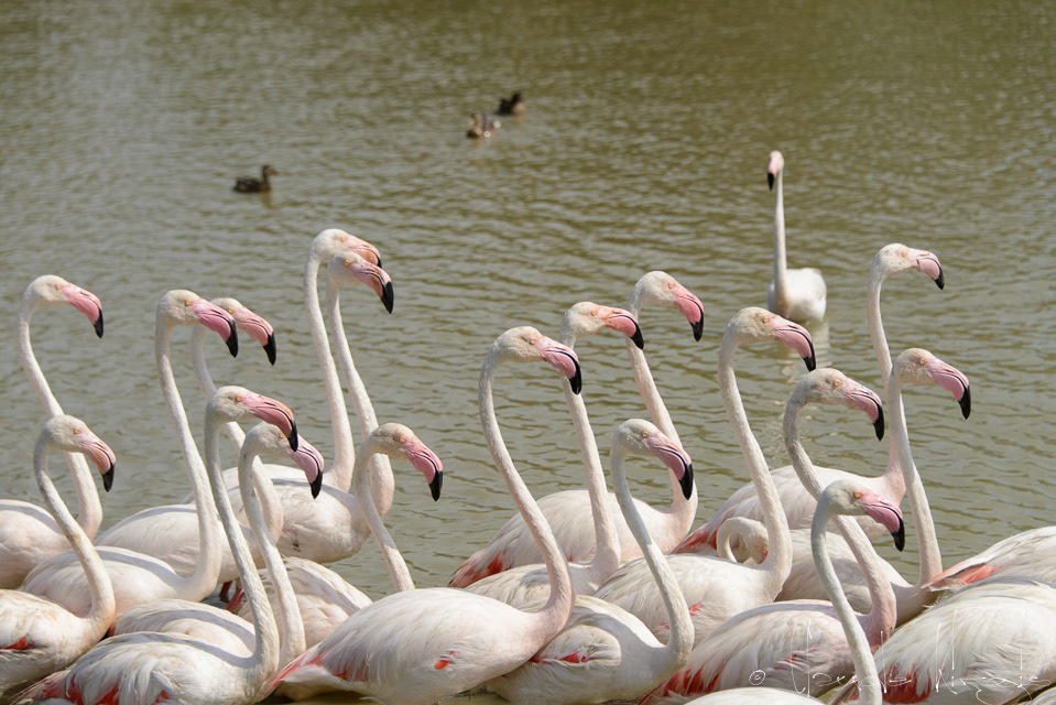 Flamand Rose (Phoenicopterus ruber)