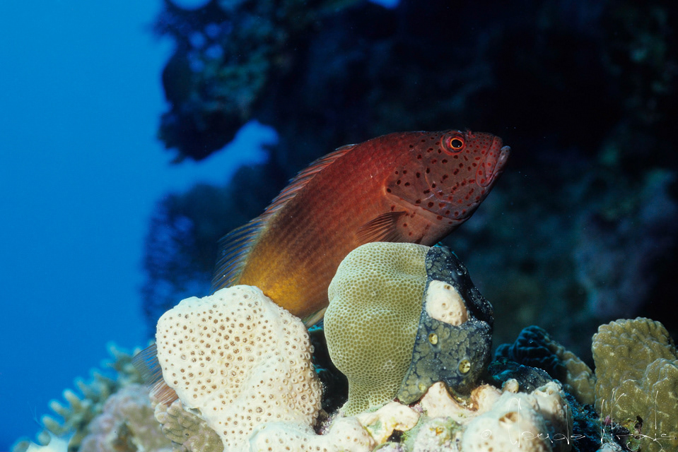 Poisson-Faucon à tâches de rousseur (Paracirrhites forsteri)