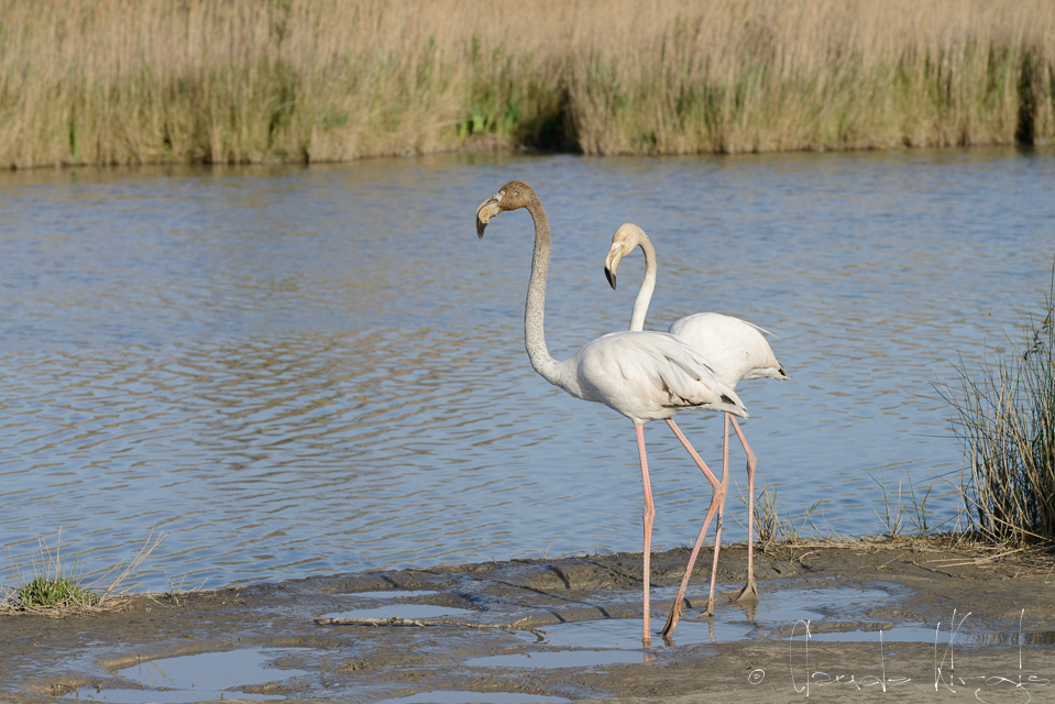 Flamand rose-juvénile (Phoenicopterus ruber)