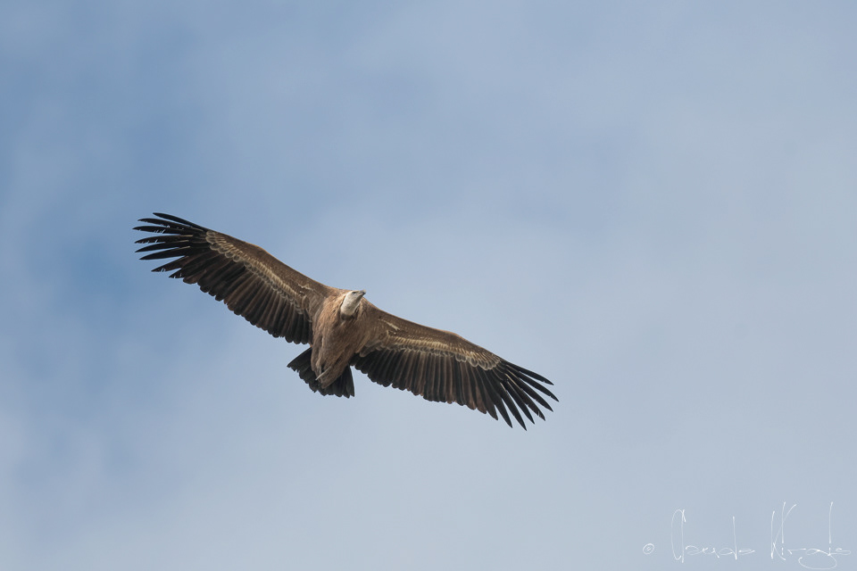 Vautour Fauve (Gyps fulvus)