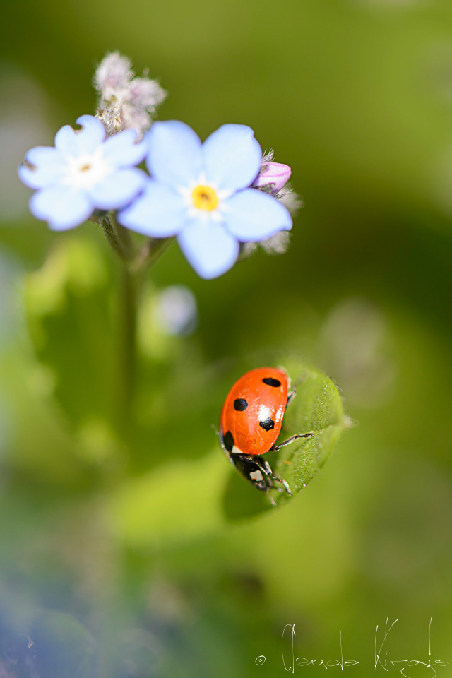 Coccinelle à 7 points (Coccinella septempunctata)