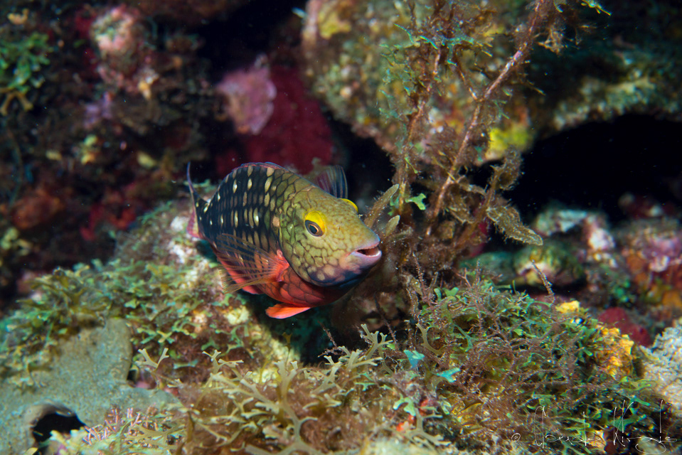 Perroquet Feu tricolore Phase initiale (Sparisoma viride)