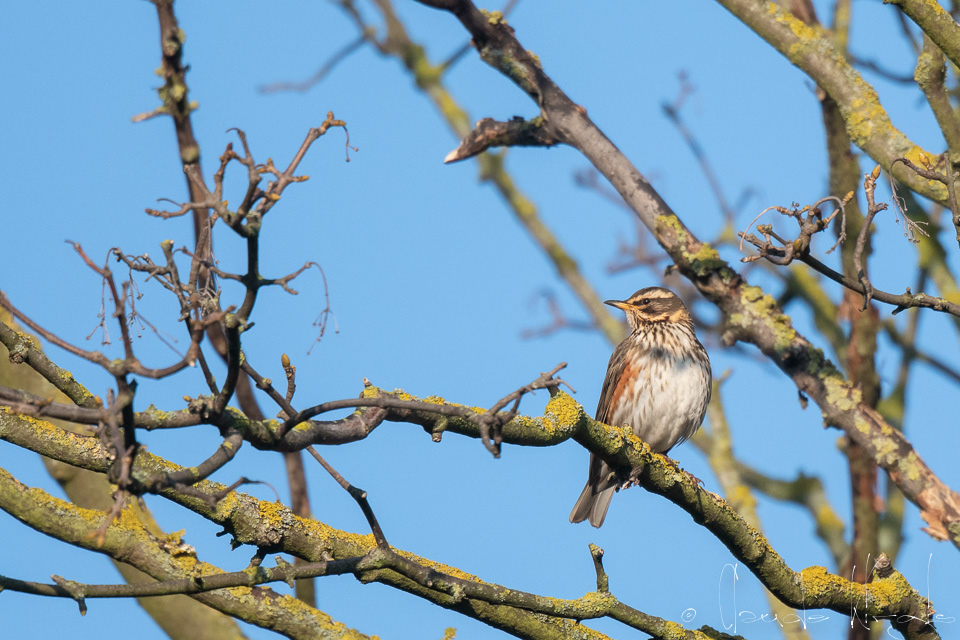 Grive Mauvis (Turdus iliacus)