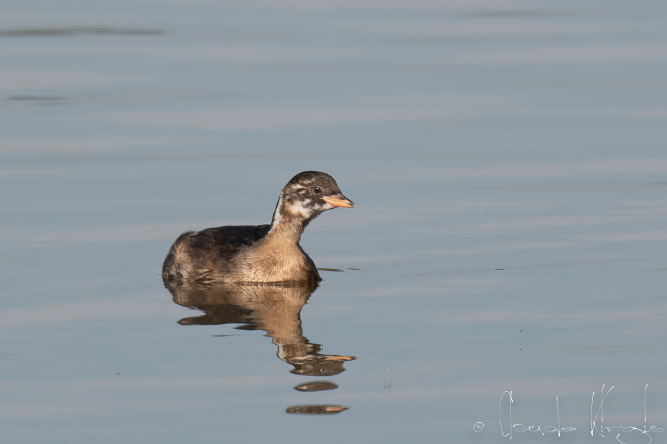 Grèbe castagneux-juvénile (Tachybaptus ruficollis)21