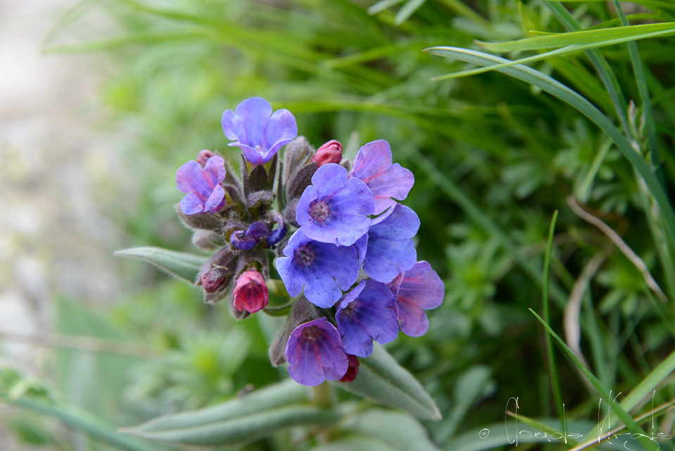 Pulmonaire à feuilles étroites (Pulmonaria augustifolia)