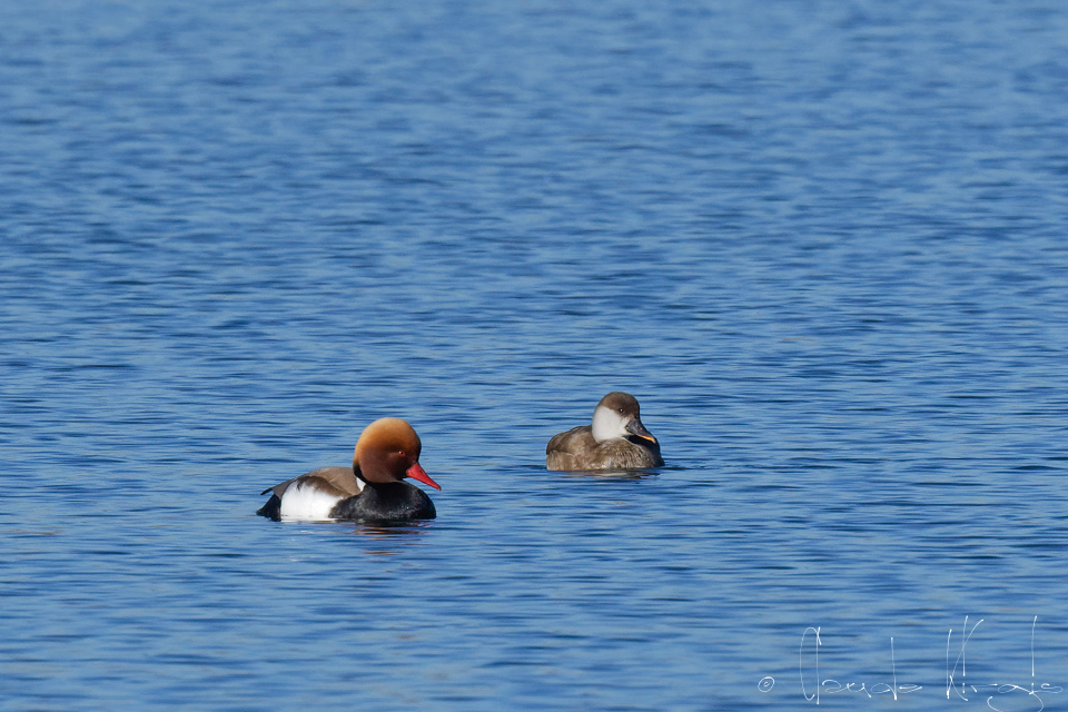 Nette Rousse-couple (Netta rufina)