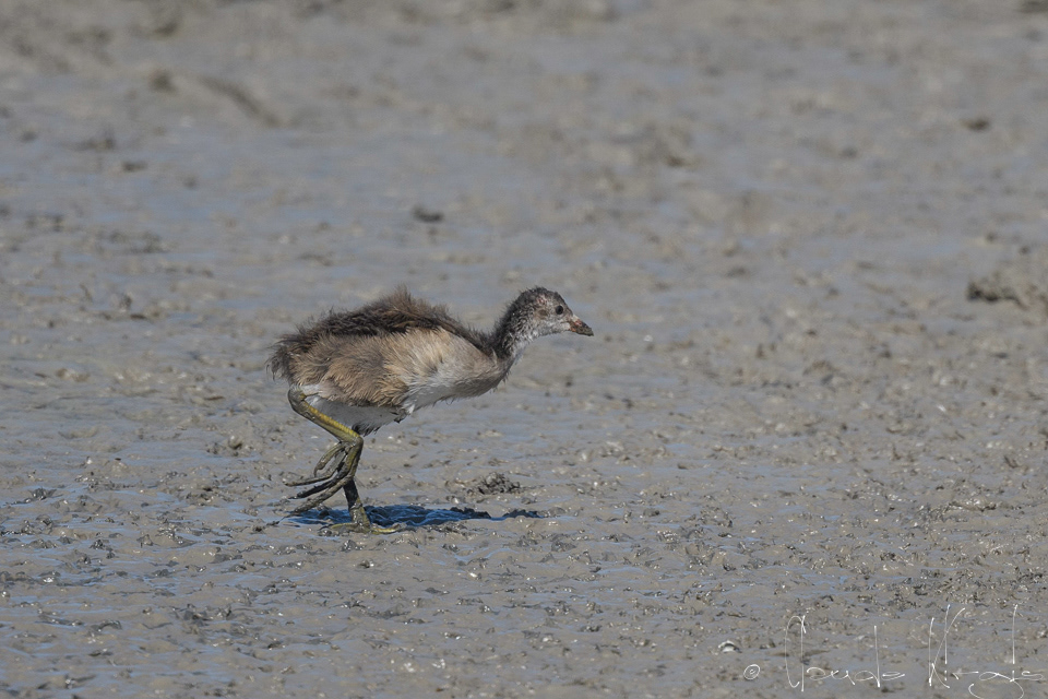 Gallinule Poule-d'eau-juvénile (Gallinula chloropus)