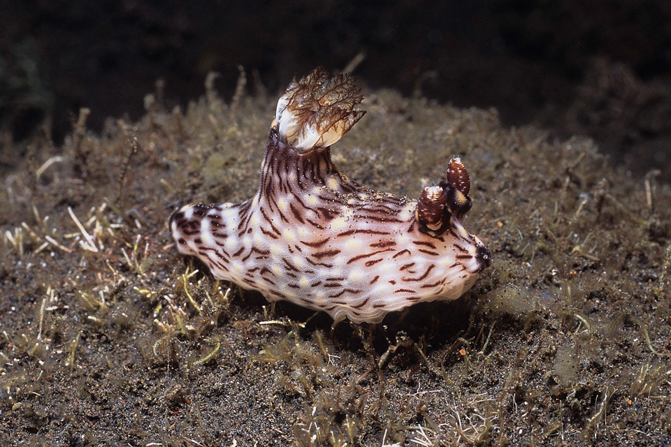 Jorunna à ligne rouge (Jorunna rubescens)
