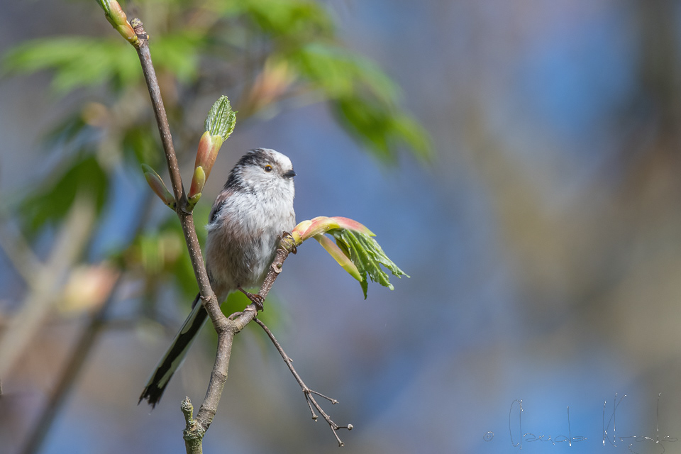 Orite à longue queue (Aegithalos caudatus)