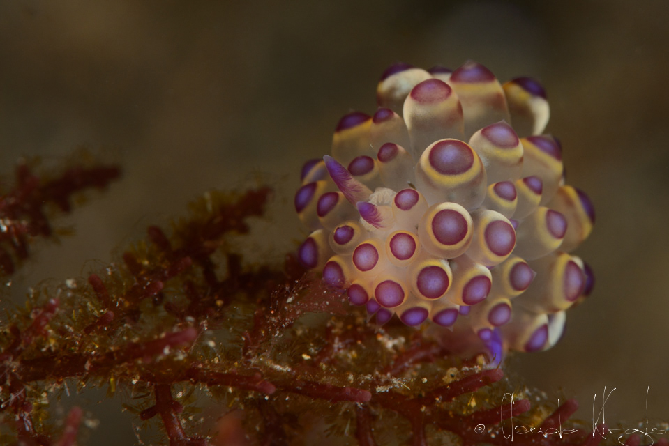 Janolus à pointes mauves (Janolus savinkini)