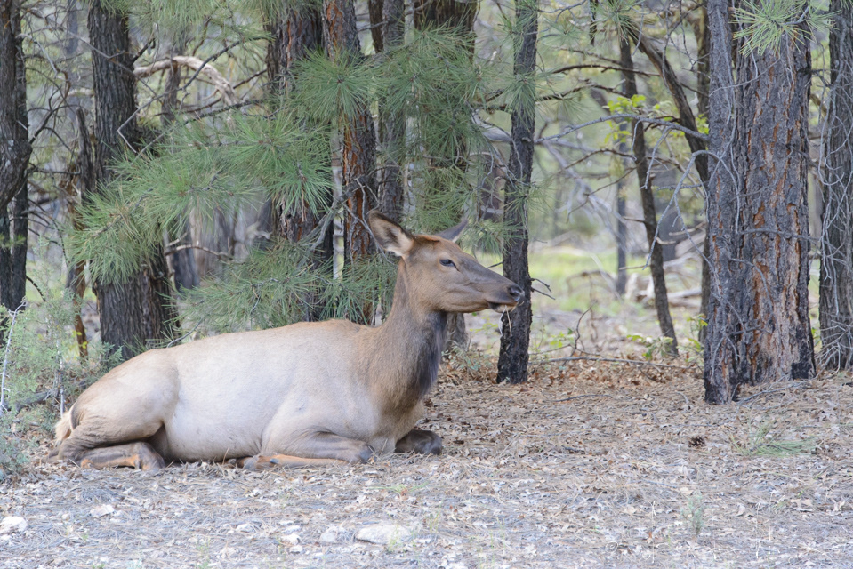 Wapiti-Elk-(Cervus canadensis)