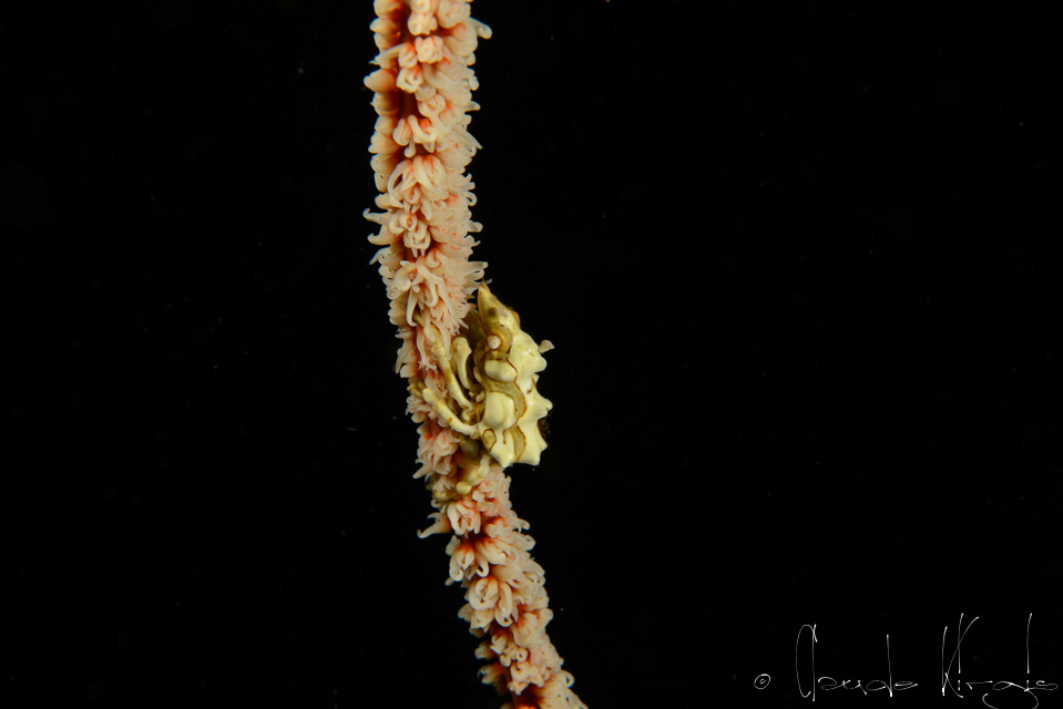 Araignée des anthipataires (Xenocarcinus tuberculatus)