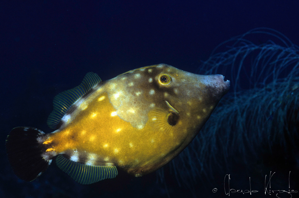 Bourse jaune-Bourse Cabri-Phase à points blancs (Cantherhines macrocerus)