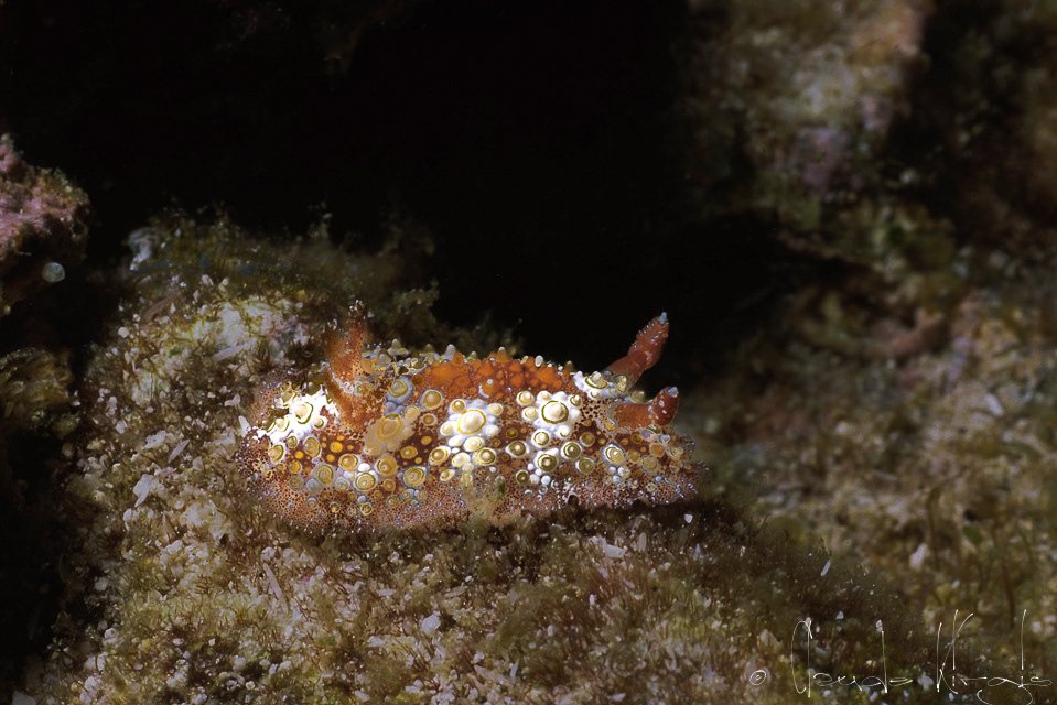Doris oeufs au plat (Hoplodoris estreyado)