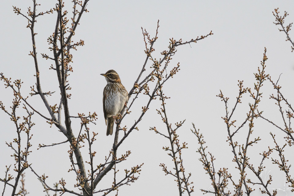 Grive Mauvis (Turdus iliacus)