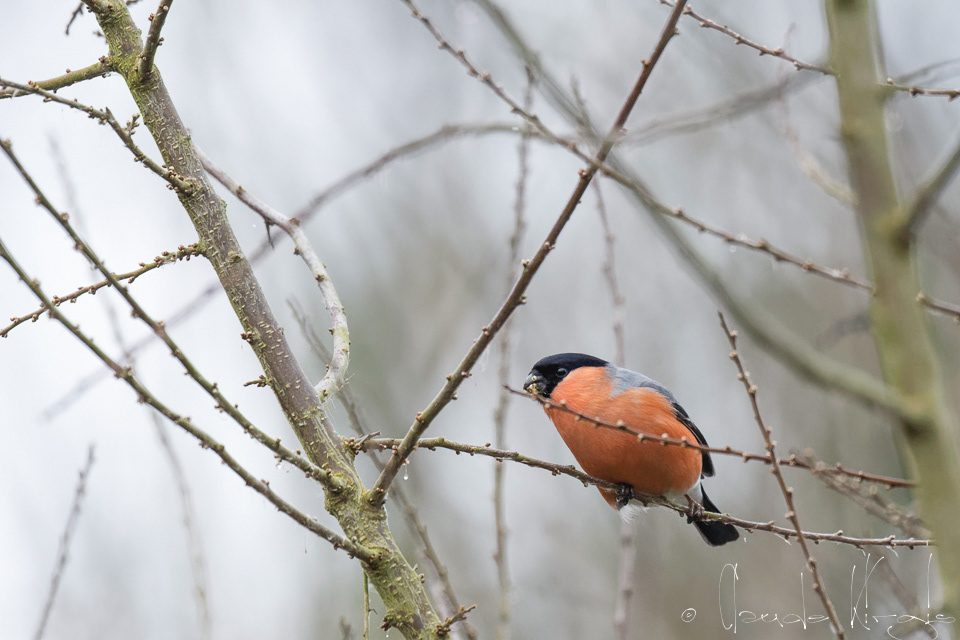 Bouvreuil Pivoine-Mâle (Pyrrhula pyrrhula)