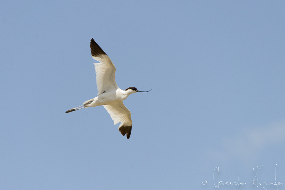 Avocette élégante(Recurvirostra avocetta)