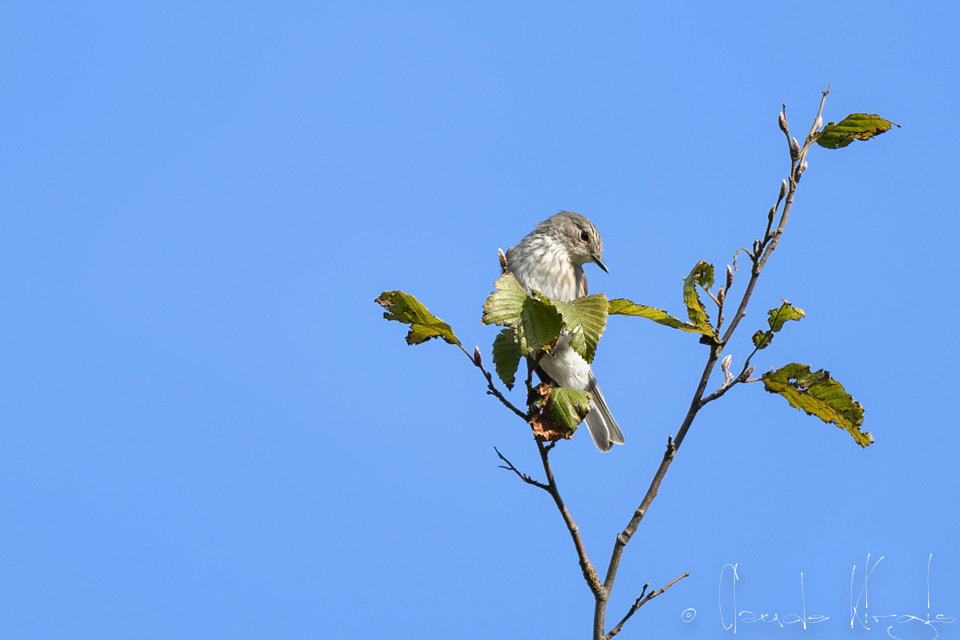 Gobemouche gris (Muscicapa striata)