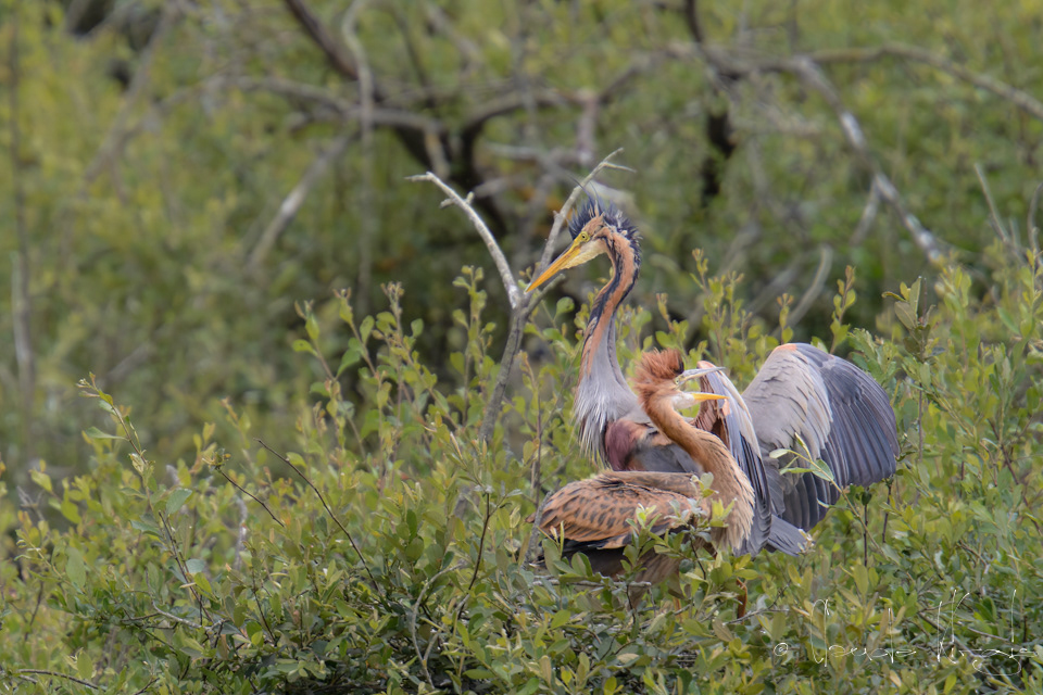 Héron pourpré&juvénile (Ardea purpurea)