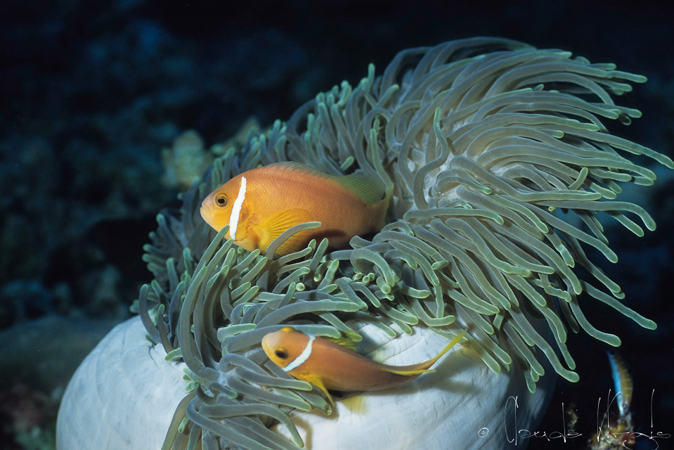 Poisson-clown des Maldives (Amphiprion nigripes)