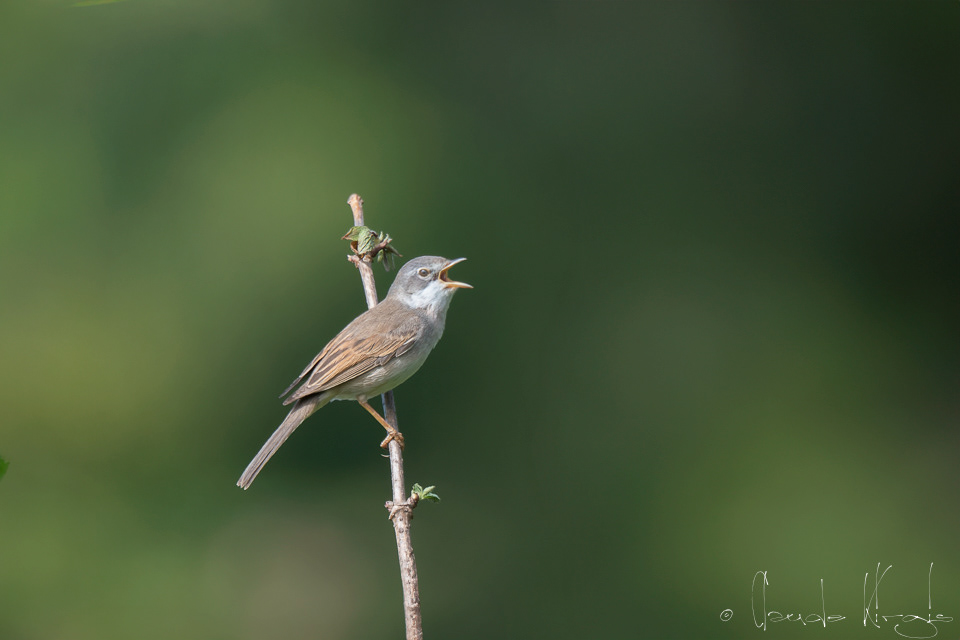 Fauvette grisette (Curruca communis)