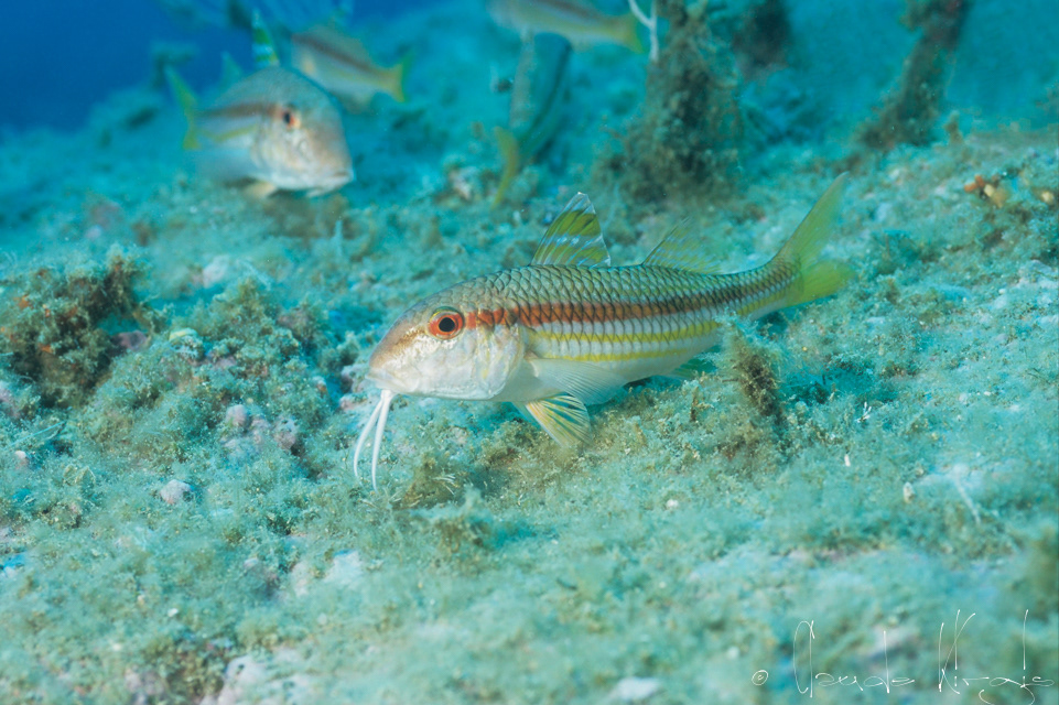 Le rouget-barbet de roche (Mullus surmuletus)