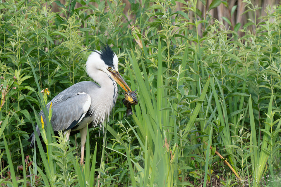 Héron cendré et poisson chat (Ardea cinerea &Ameiurus melas)