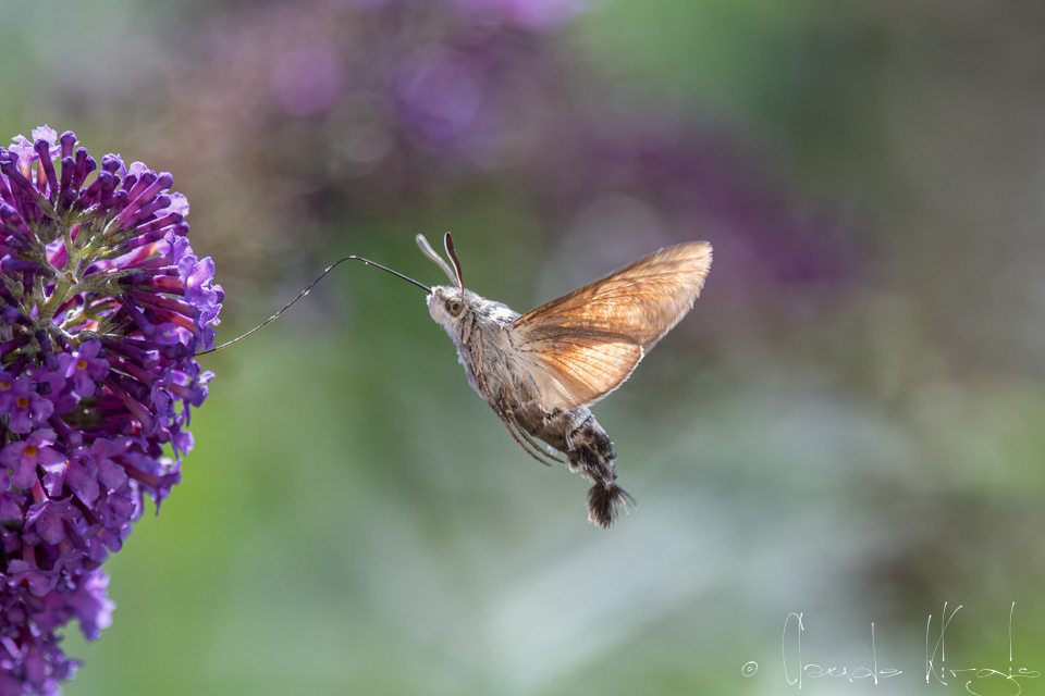 Moro-Sphinx (Macroglossum stellatarum)
