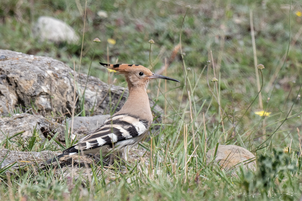 Huppe faciée (Upupa epops)