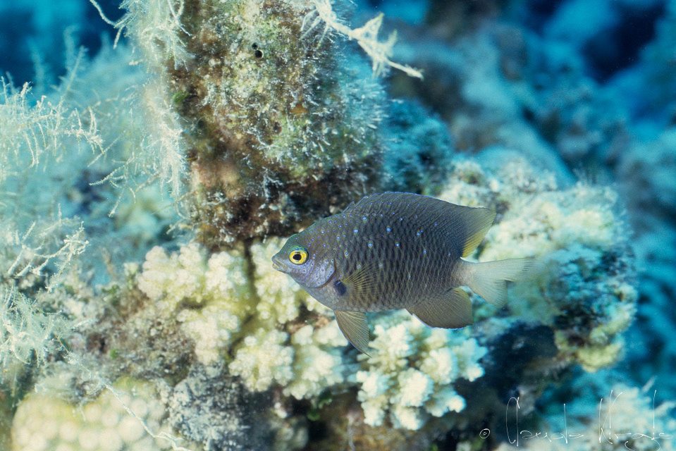 Demoiselle Bijou (Plecroglyphidodon lacrymatus)