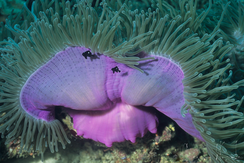 Demoiselle à trois taches-juvénile (Dascyllus trimaculatus)