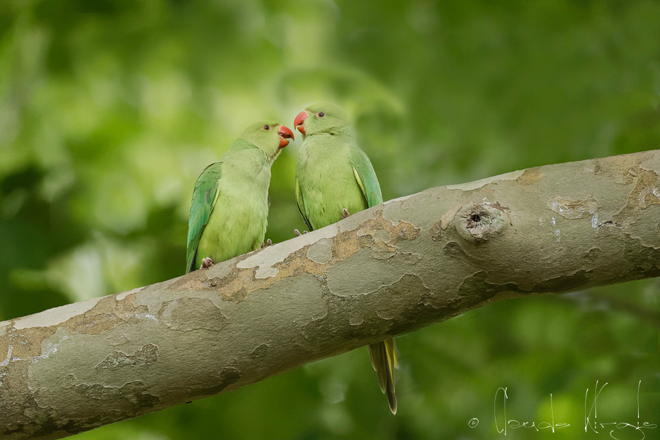 Perruche à collier (Psittacula krameri)