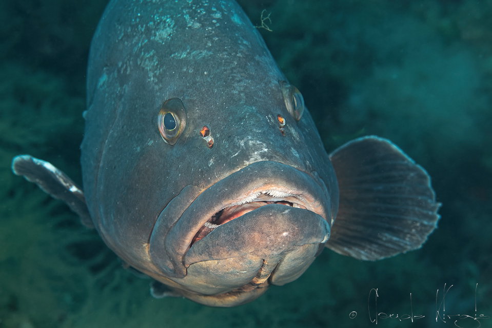 Mérou noir (Epinephelus marginatus)