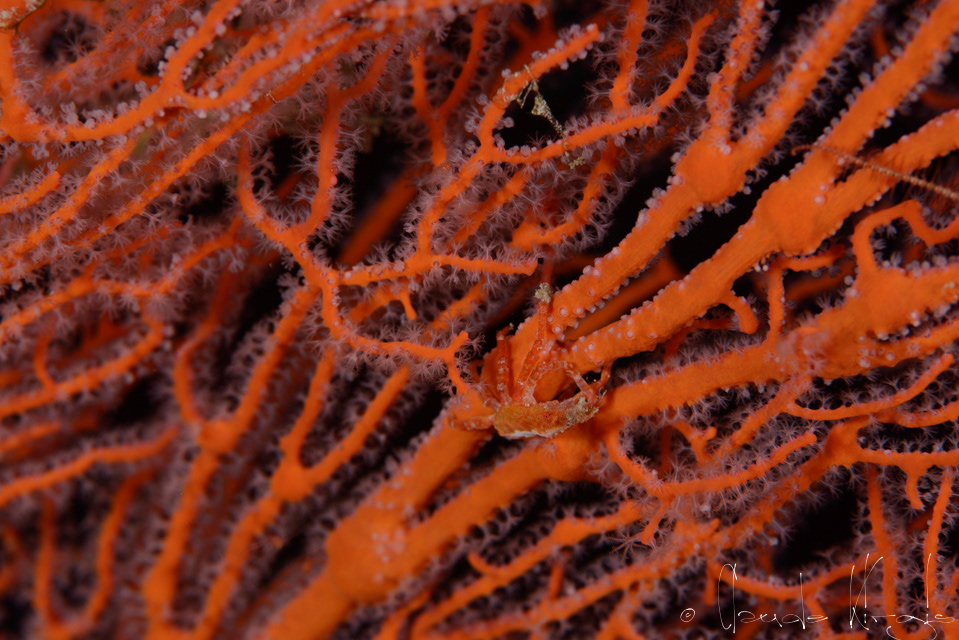 Araignée des gorgones (Xenocarcinus depressus)