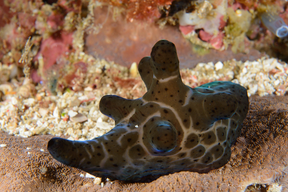 Coriocelle noire (Coricella nigra)