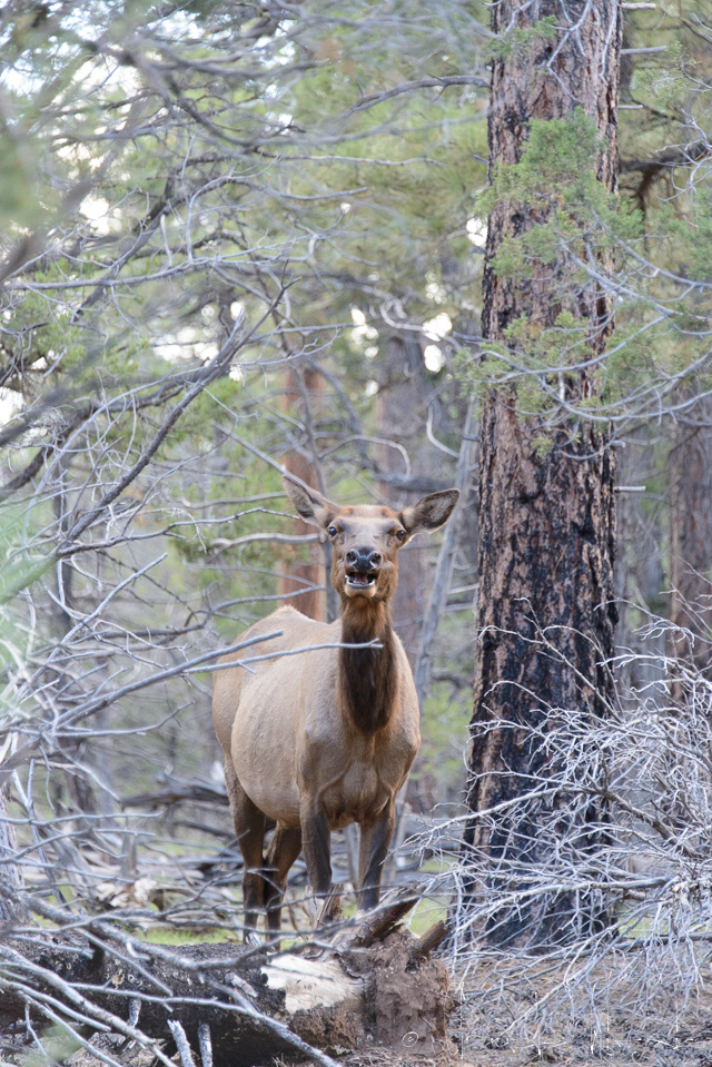 Cerf mulet-Mule deer (Odocoileus hemionus)