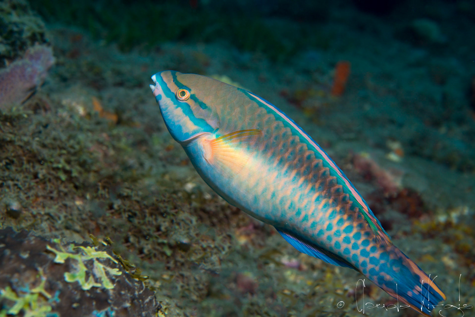 Perroquet Princesse-Phase terminale (Scarus taeniopterus)