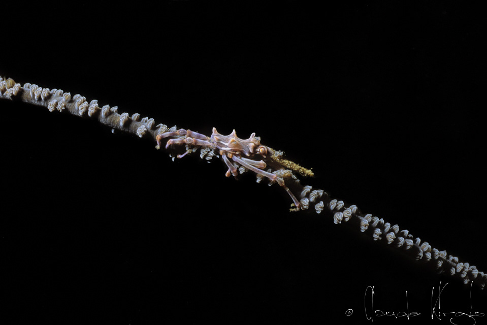 Araignée tuberculée (Xenocarcinus tuberculatus)
