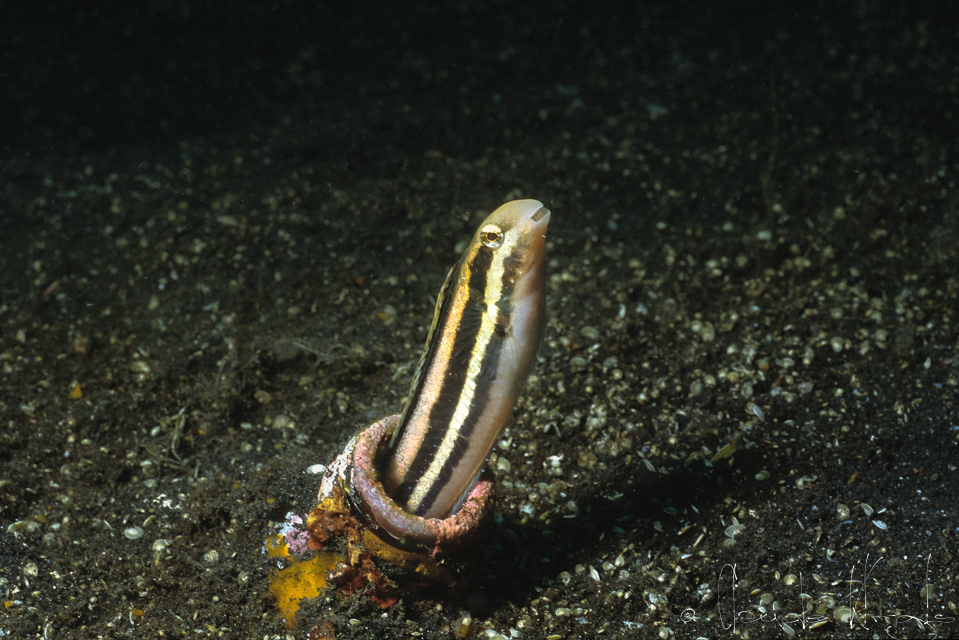Blennie à tête courte (Petroscirtes breveceps)