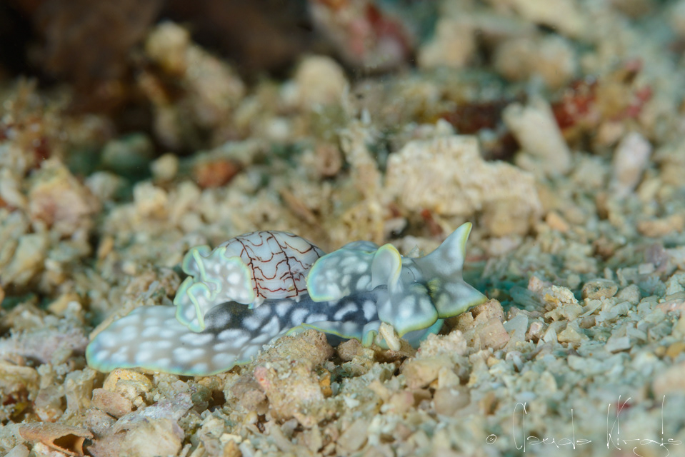 Limace à coquille à lignes ondulées (Micromelo undatus)