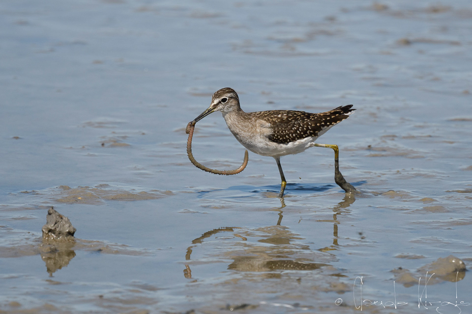 Chevalier Sylvain (Tringa glareola)