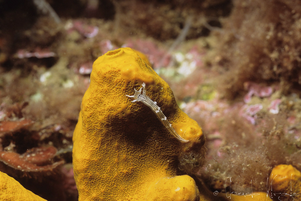 Tritonia rayée (Tritonia striata)