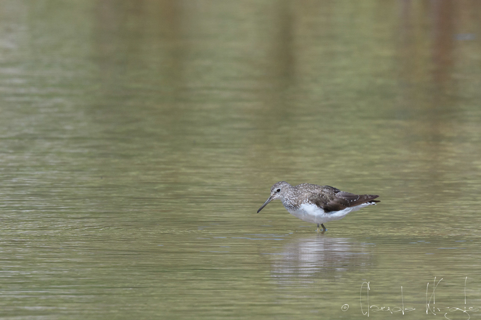 Chevalier Culblanc (Tringa ochropus)