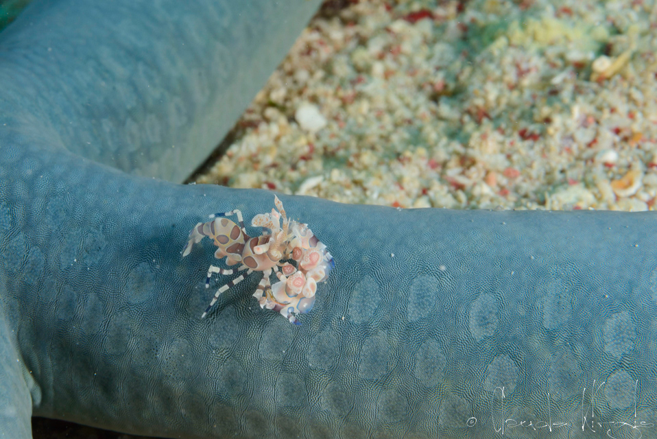 Crevette Arlequin-juv. (Hymenocera elegans)