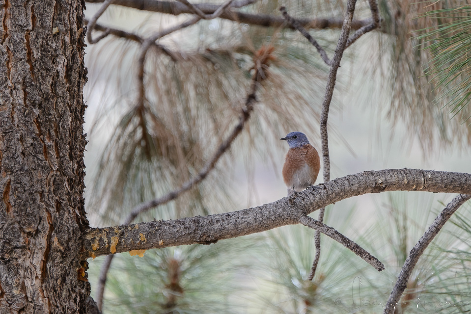 Merlebleu de l'Est (Sialia sialis)