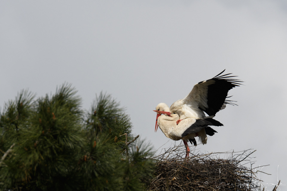 Cicogne blanche (Ciconia ciconia)