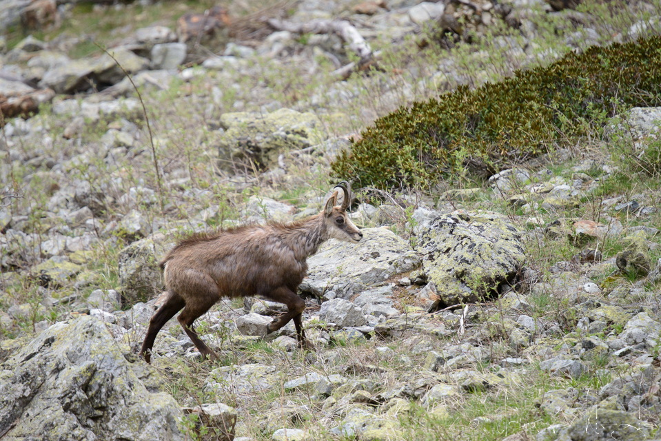 Chamois (Rupicapra rupicapra)