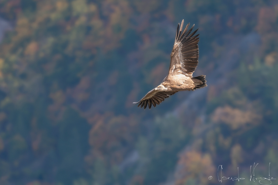 Vautour Fauve (Gyps fulvus)