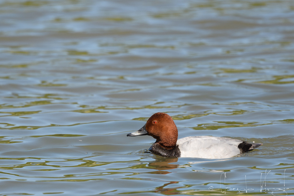Filigule Milouin-mâle (Aythya ferina)